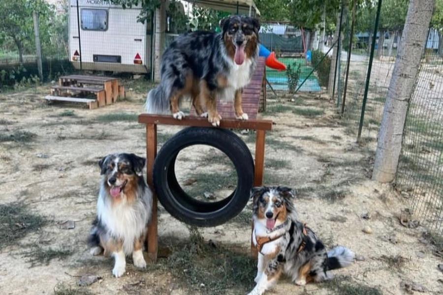 Camping Adriatico  – photo 17