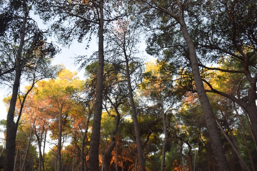 Camping Village Pineta di Sibari  – foto 16