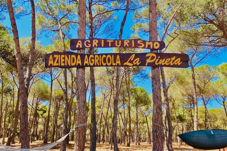 Agricampeggio La Pineta  – foto 1