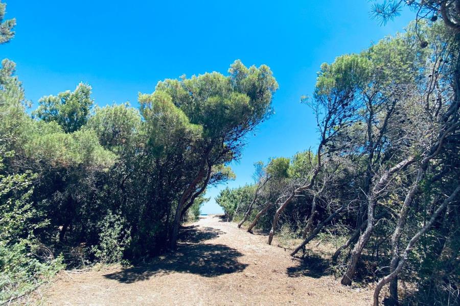 Agricampeggio La Pineta  – foto 3