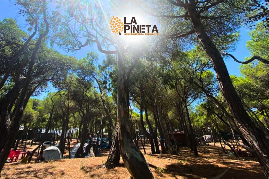 Agricampeggio La Pineta  – foto 5