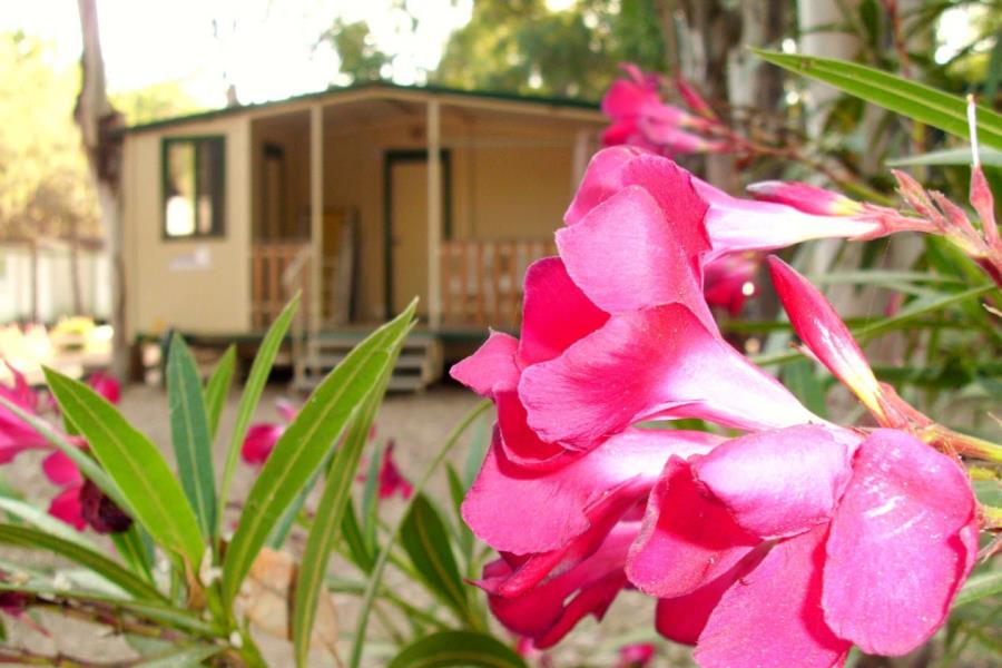 Camping Iscrixedda  – Foto 3