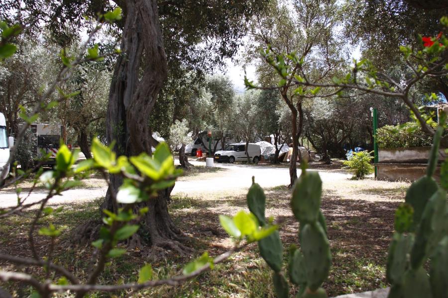 Camping  Internazionale La Playa  – photo 13