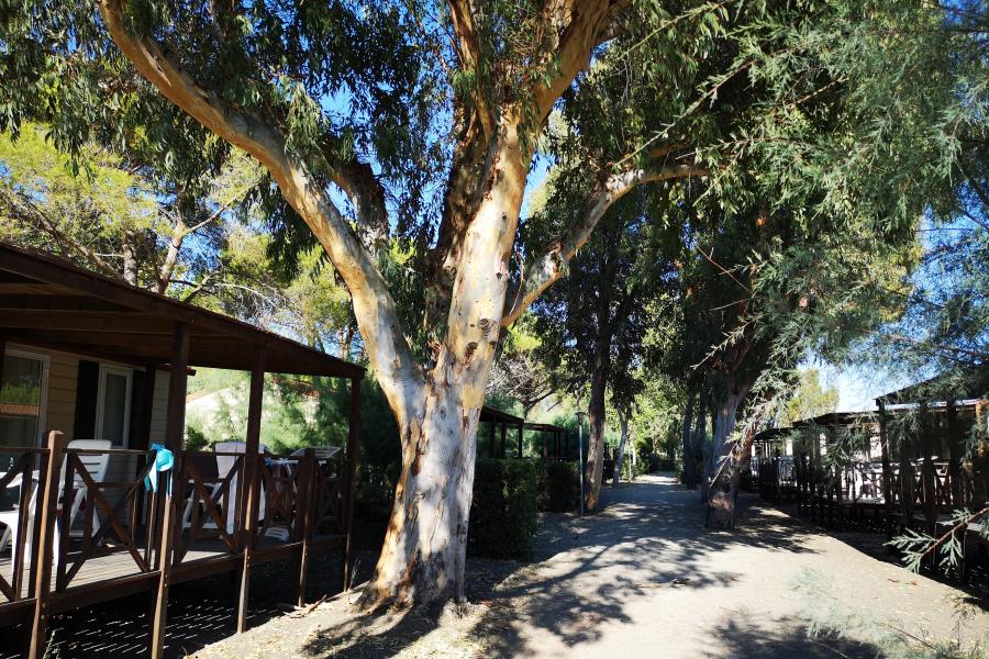 New Camping Le Tamerici – foto 9