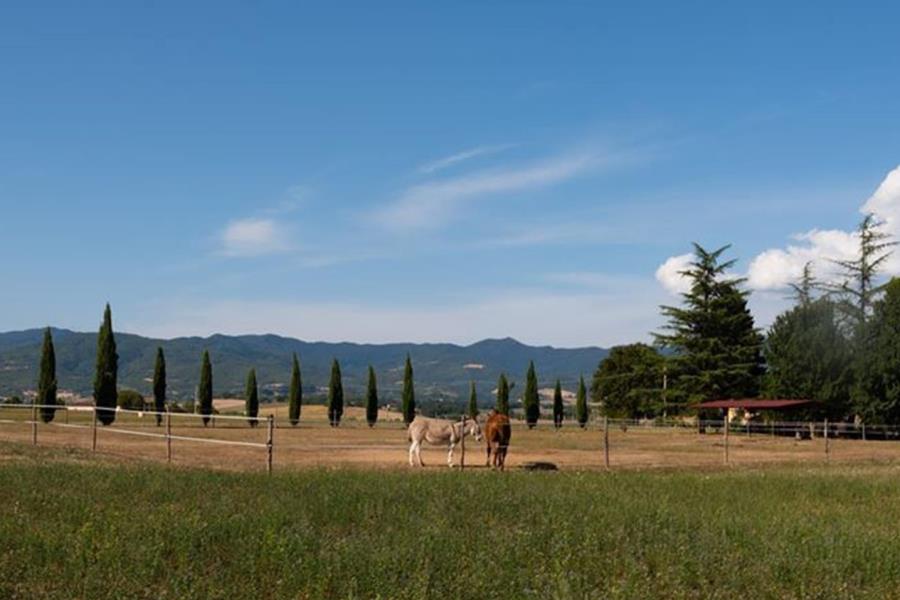 Camping Village Mugello Verde  – foto 13