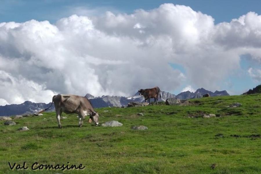 Camping Val di Sole  – foto 15